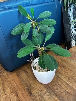 Pokojová rostlina vč květináče