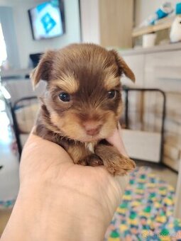 Prodám štěňata jorkšírský teriér s PP