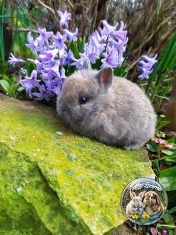 Zakrslí králíčci ze Znojma