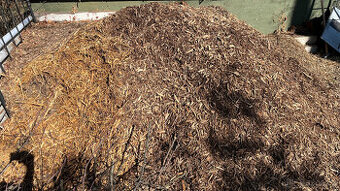 Štěpka ovocné stromy