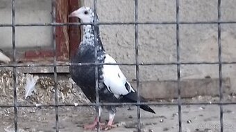 Holubi -  PH Černý tygr