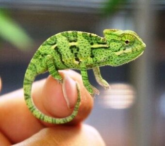 chameleon jemenský