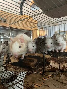Osmák degu mláďata
