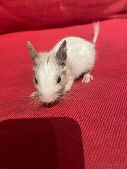 Osmák degu mláďata