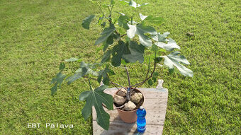 Fíkovník - Ficus carica "EBT PÁLAVA"