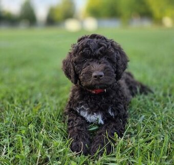 Lagotto romagnolo s PP - Italský vodní pes
