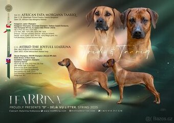 RHODESIAN RIDGEBACK šteniatka s PP ihneď k odberu
