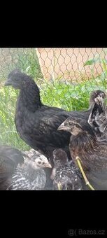 Ayam Cemani