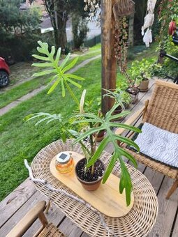 Pfilodendron elegans
