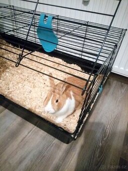 Zakrslý králíček