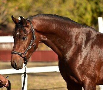 3letý vynikající valach
