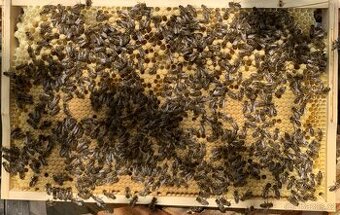 KRÁSNÉ VYZIMOVANÉ  VČELSTVO  10.DUBNA 2026