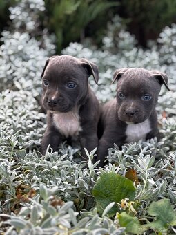 Stafordsirsky bulterier