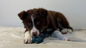 ŠTĚŇÁTKO BORDER KOLIE S RODOKMEŇOM