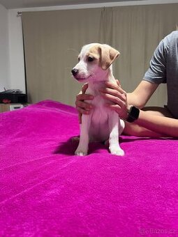 Dánsko Švédský farmářský pes