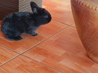 Nabízím králíčky