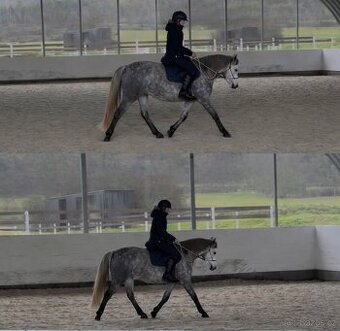 Poloviční pronájem pony