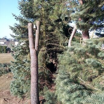 Rozdvojený kmen na zvoničku, rozcestník atak podobně