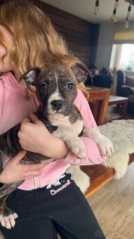 Americký stafordširský terier