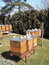 Prodám vyzimované včelí oddělky - 1