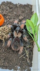 Brachypelma Emillia 4cm v těle 0.1