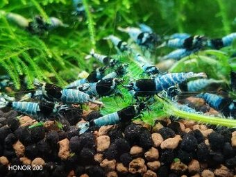 Krevetky Caridina - Blue Mosura Shadow