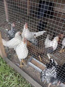 Prodám kohouta/kohouty Leghorn