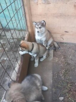 Prodám štěňata-kříženci Malamut x Husky