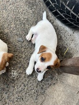Jack russell teriér