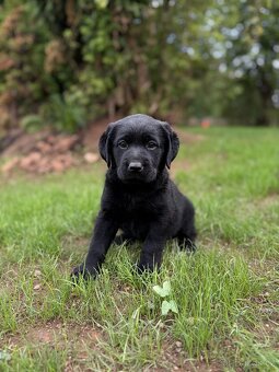 Labrador-štěňátka