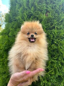 Pomeranian s PP,Chovatelská stanica Nucháčik poms