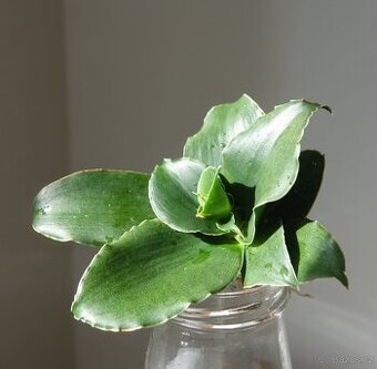 Tchynin jazyk, Sansevieria, cv. Star Rose