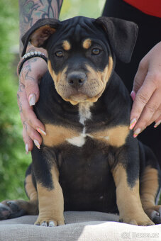 American bully  - štěňátka s šampionským rodem - fenky