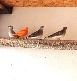 Holoubek diamantový, amadina gouldové