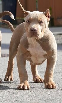 ŠTENIATKA AMERICAN BULLY XL/XXL