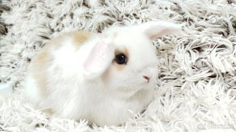 Zakrslý beránek, králíček, králík - FIFI