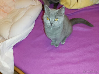 Britský modrý kocourek 4 měsíce