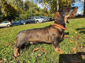 Jezevčík drsnosrstý standard