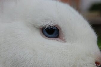 Zakrslý králík - hermelín modrooký