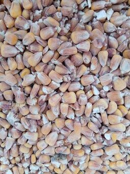 Kukuřice zrno, sušená, kvalitní