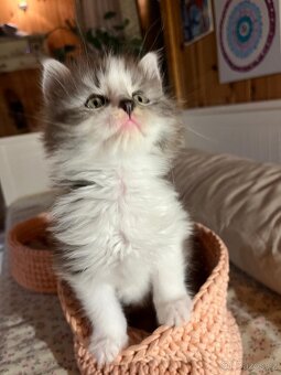 Britská koťátka - 1