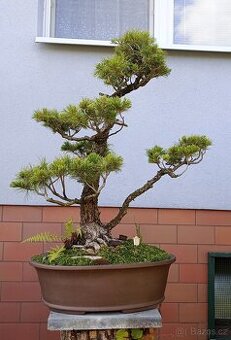 Borovice drobnokvětá bonsai