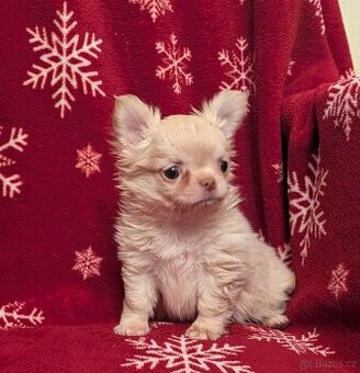 Čivava dlouhosrstá s PP- pejsci