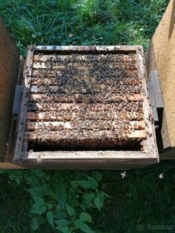 Vyzimovana včelstva