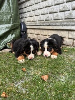 salasnicki bernsky - 1