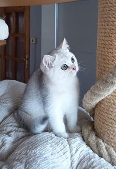 Koťátka britské kočičky s PP