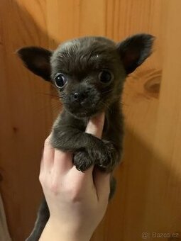 Štěňátka čivavy