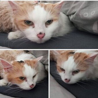 Daruji kočičku do dobrých rukou