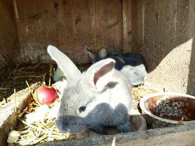 Krásné králíky  do chovů