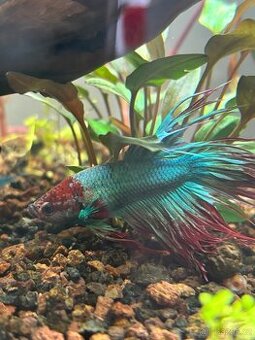 Betta crowntail - 1